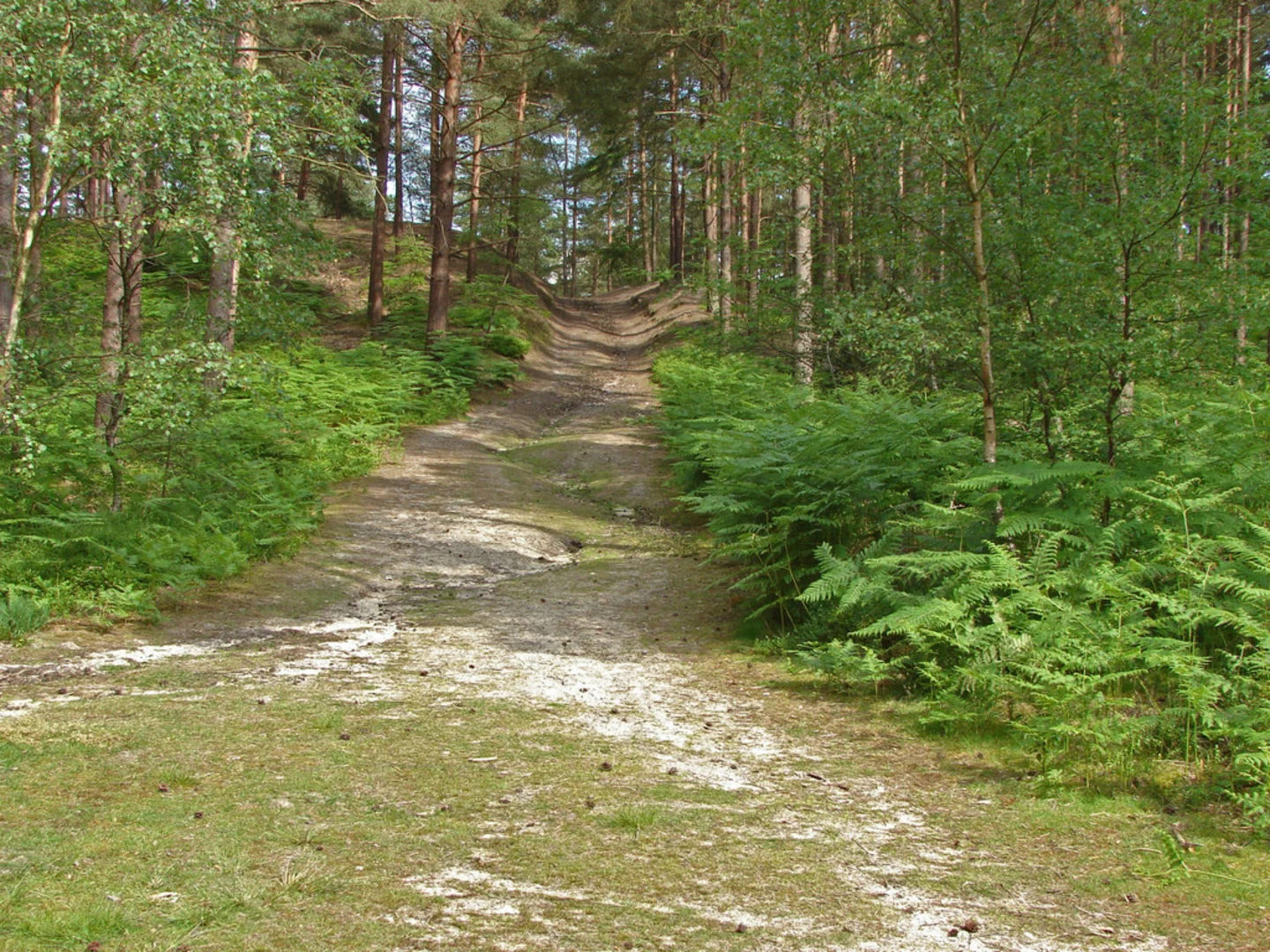 An image depicting the trail Hankley Common Loop from Tilford Woods and its surrounding area.