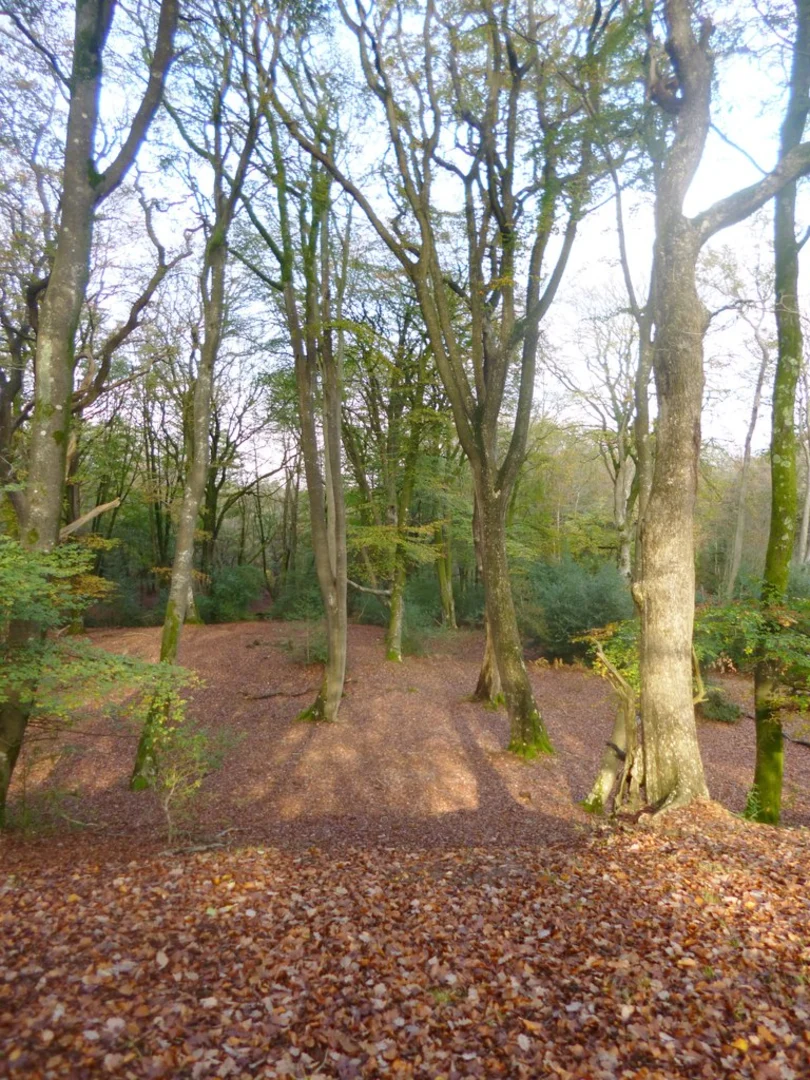 An image depicting the trail Bramble Hill Walk and Black Bush Loop and its surrounding area.