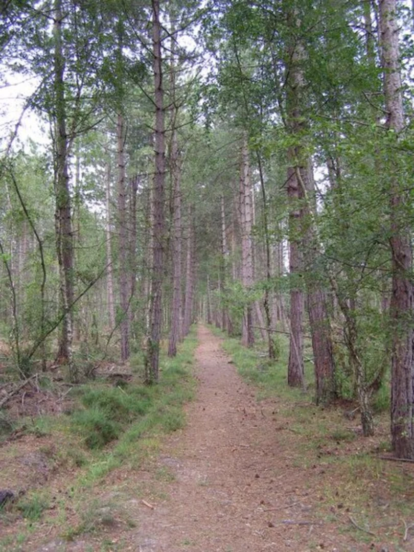 An image depicting the trail The Noads Loop and its surrounding area.