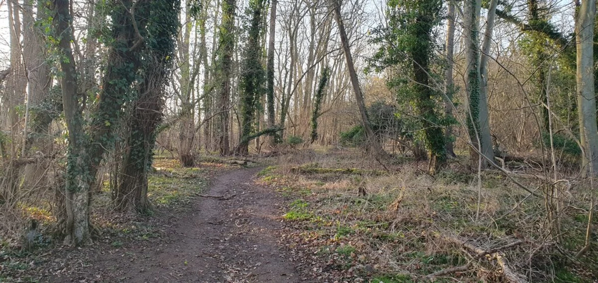 Pinsley Wood Loop