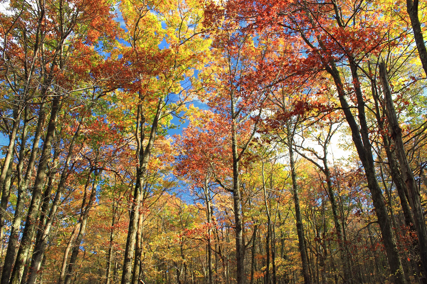 An image depicting the trail Blue Hiking Trail - Mount Wismer Nature Preserve Out and Back and its surrounding area.
