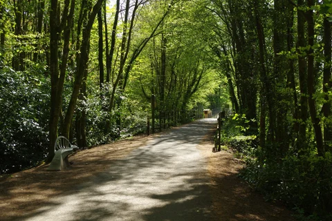 Plymbridge Woods Walk