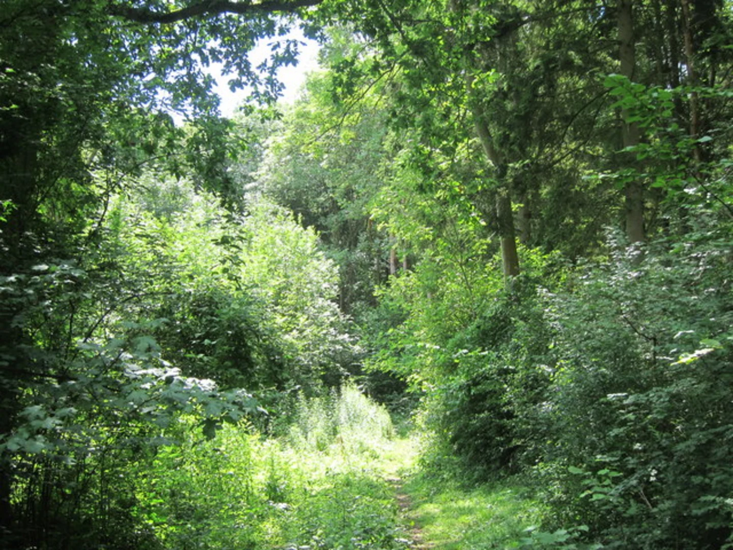 An image depicting the trail Horseholders Wood, Holly Hill Wood and Greatpark Wood Loop and its surrounding area.