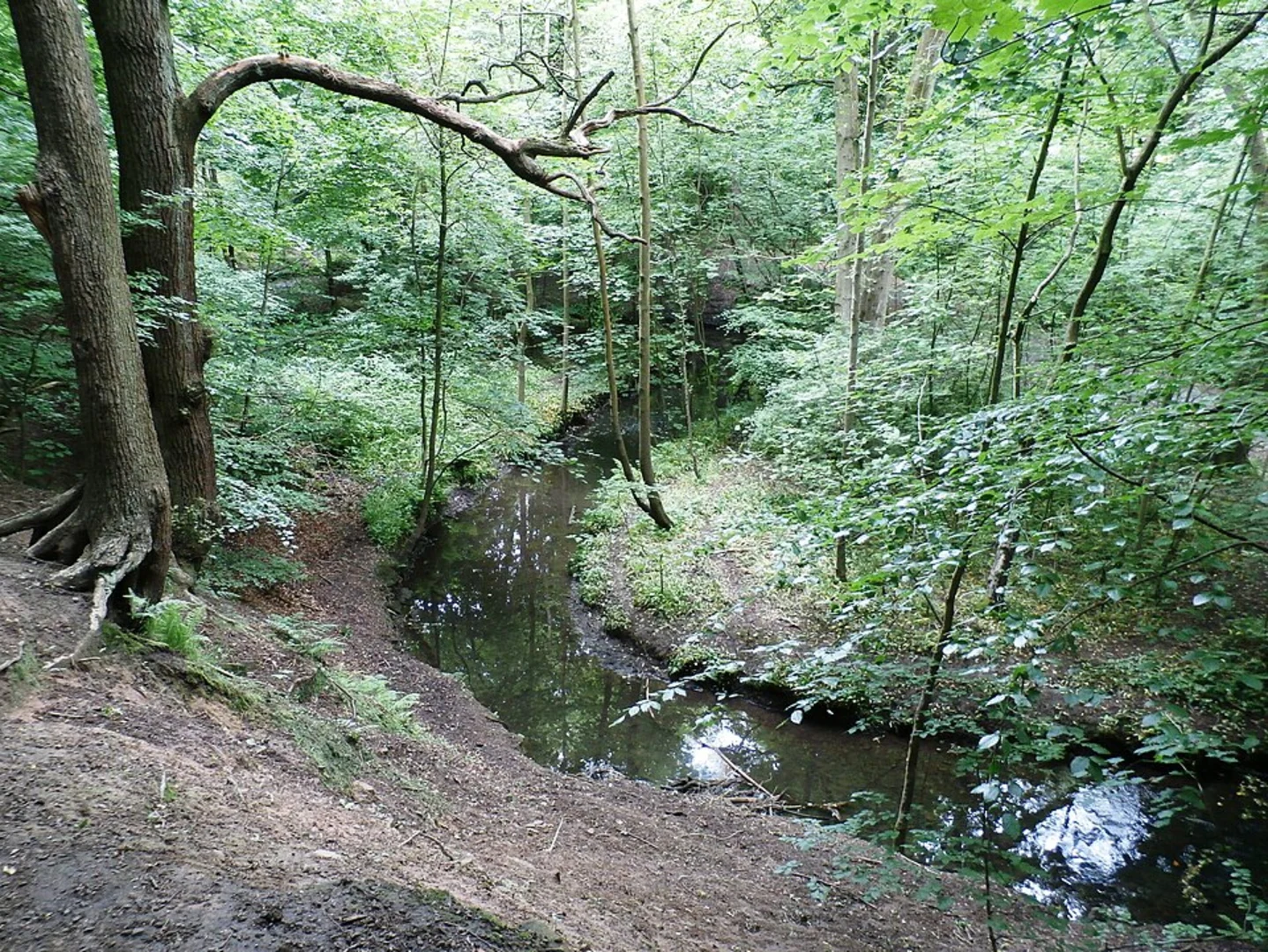 An image depicting the trail Worsley Wood and Railway Wood Loop and its surrounding area.