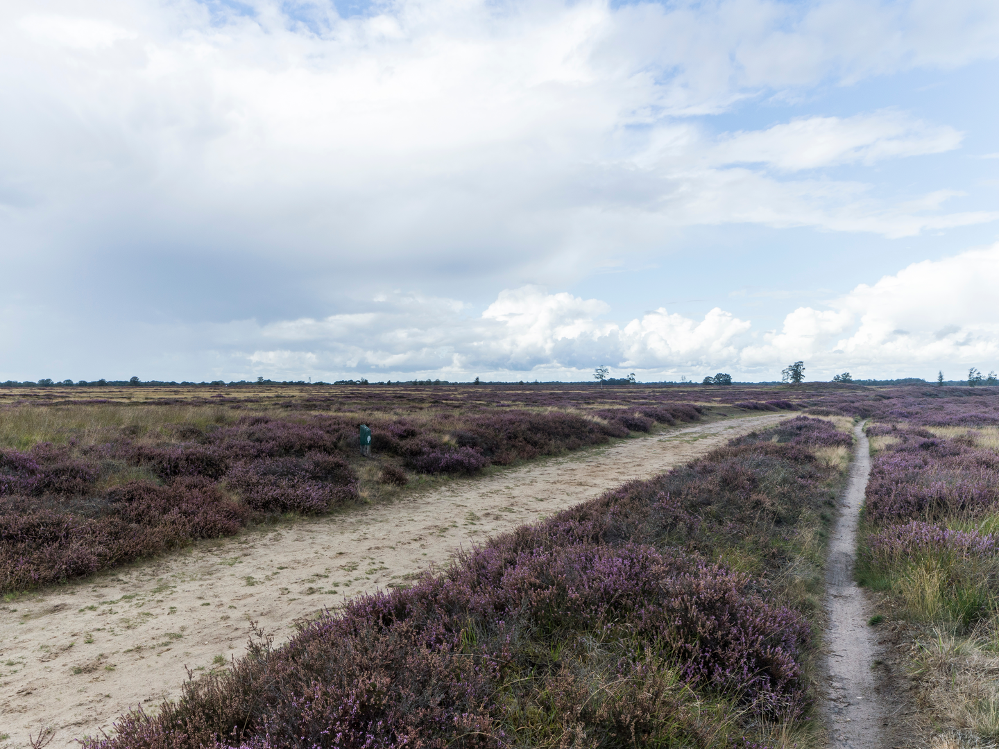 An image depicting the trail Asserstraat, Balloeerstraat and Verlengde Asserstraat and Drouwenerstraat Loop and its surrounding area.