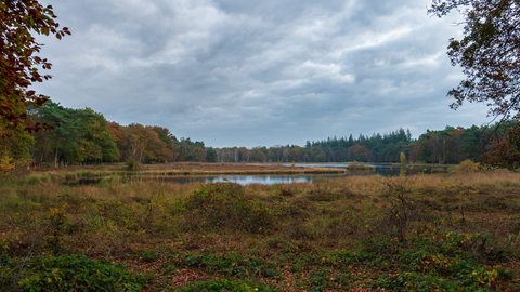 Maartensdijkse Bos and Smithuyserbos Loop