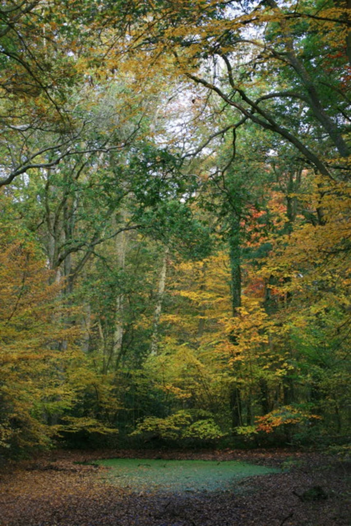 An image depicting the trail West Green Common and River Hart Loop and its surrounding area.