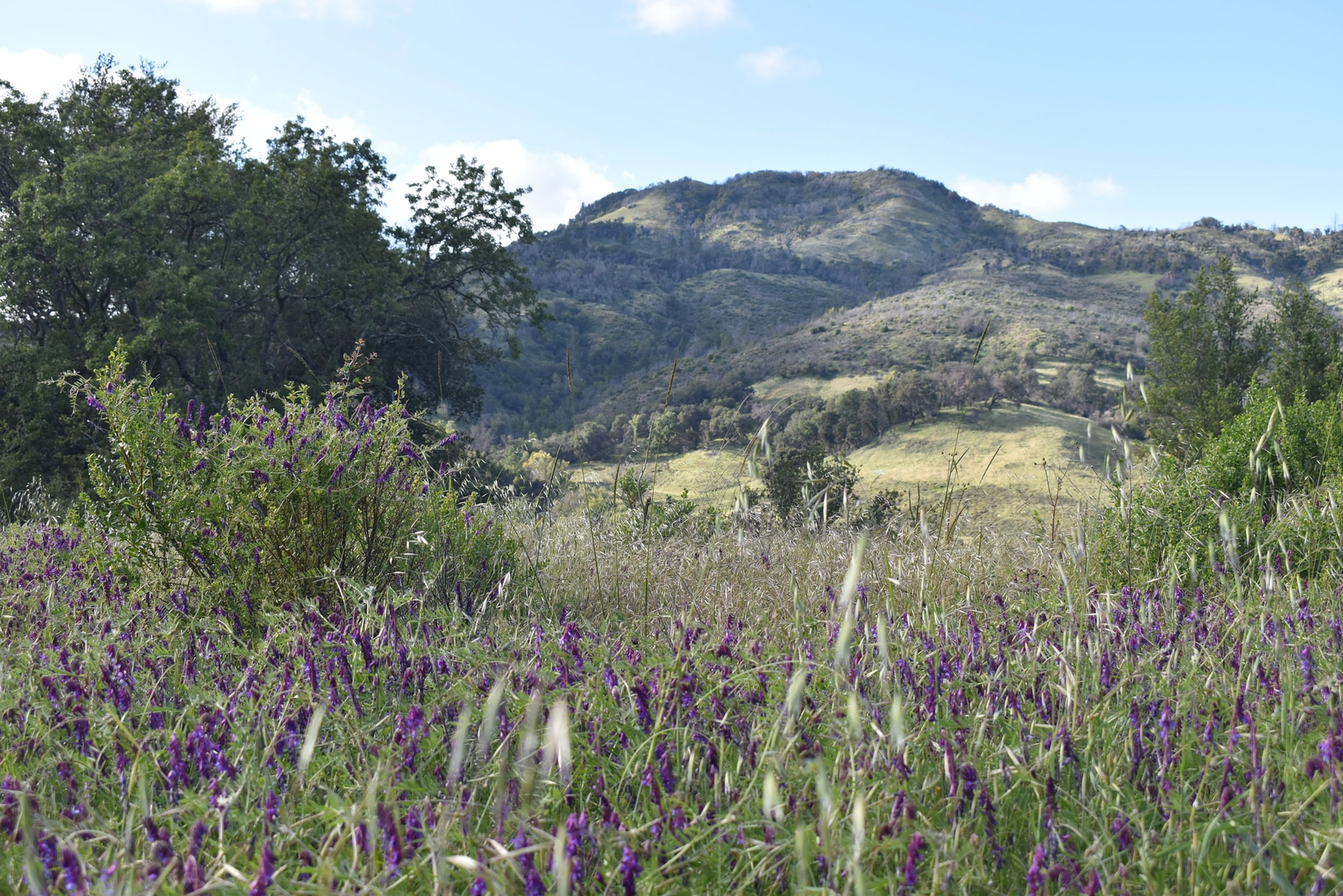 An image depicting the trail Stern Trail and its surrounding area.