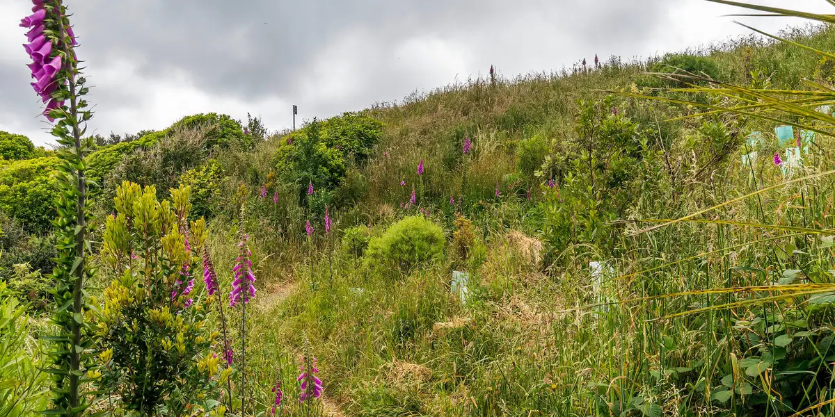 Tip Track to Hawkins Hill
