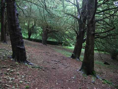 An image depicting the trail Arnside Knott Wood Walk and its surrounding area.