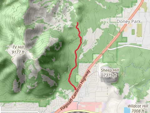 Christmas Tree Trail