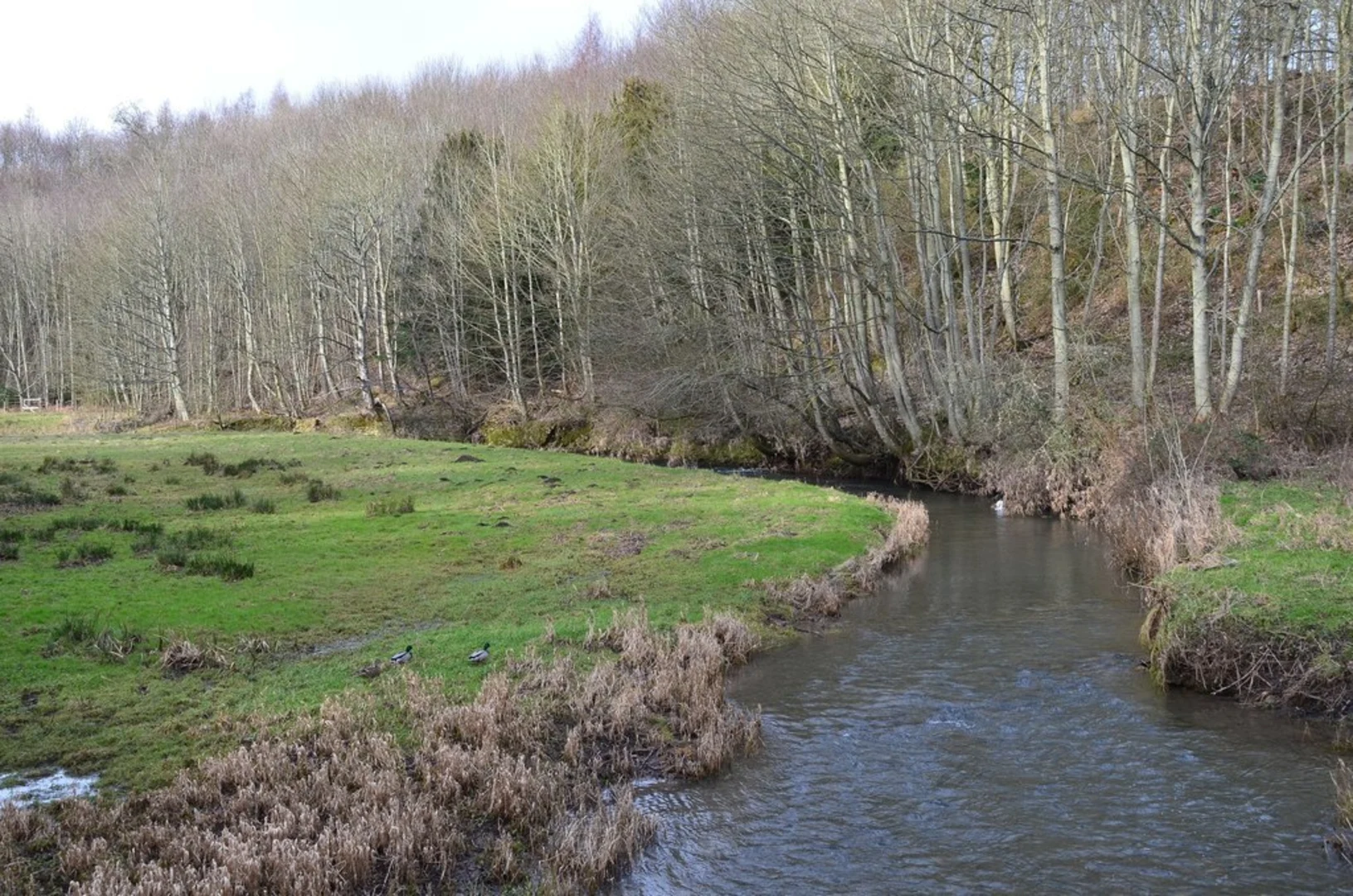 An image depicting the trail Hirsel Estate Loop and its surrounding area.