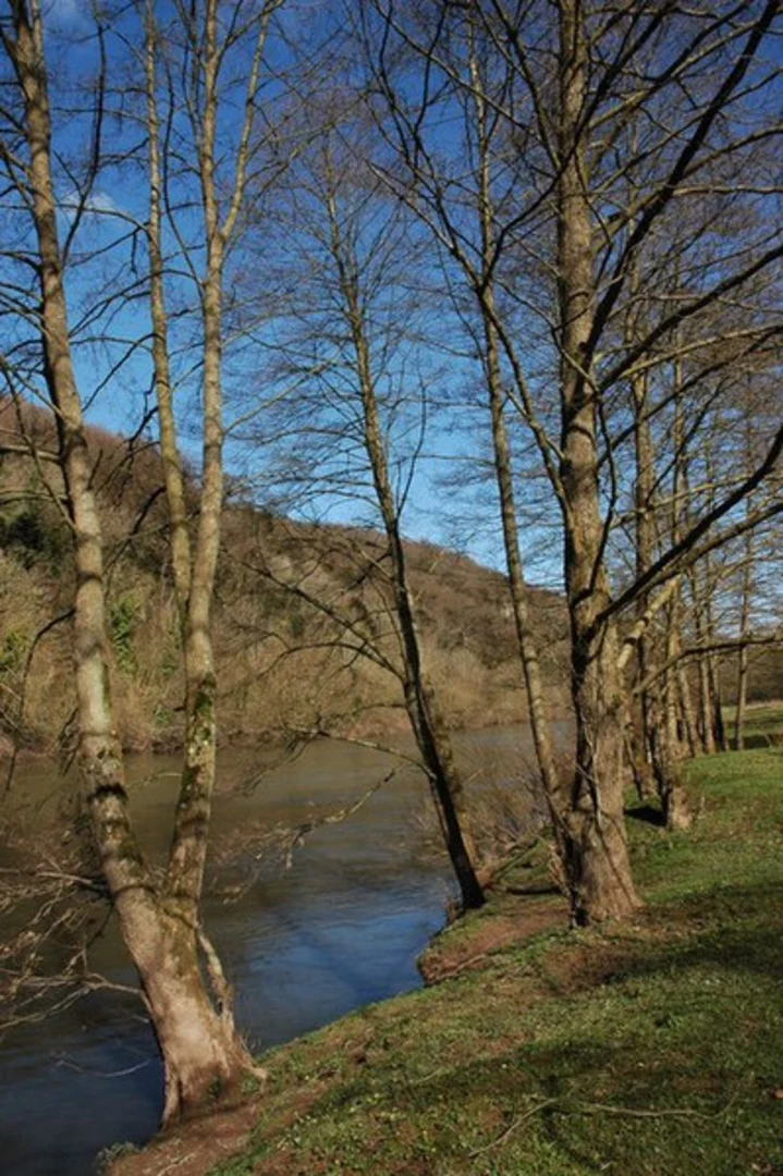 An image depicting the trail Symonds Yat Rock Walk and its surrounding area.