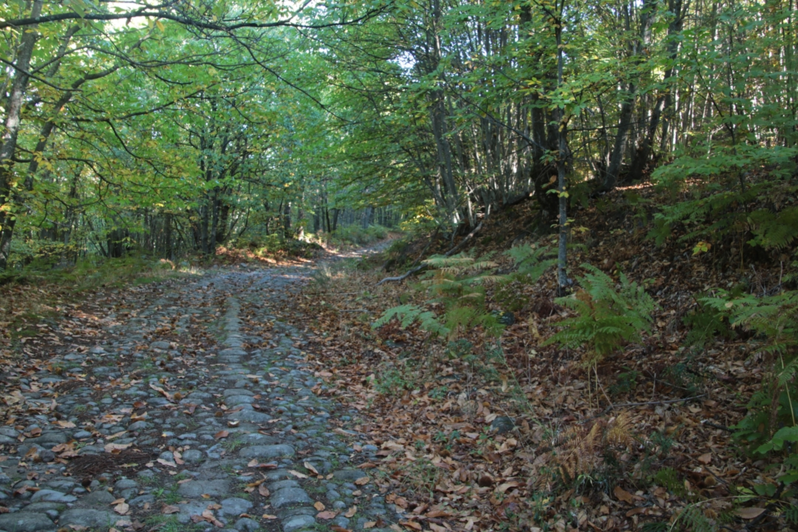 An image depicting the trail Between Rivers and Forests SL CC 208 and its surrounding area.