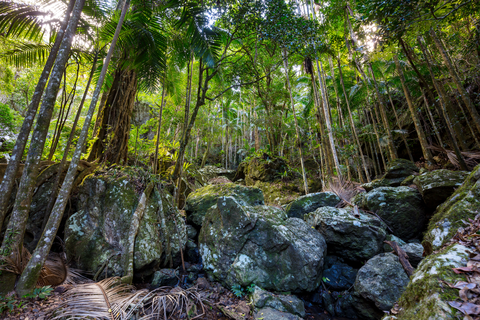 Gold Coast Hinterland Great Walk