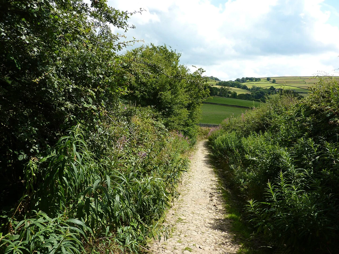 An image depicting the trail Billinge Hill Loop and its surrounding area.