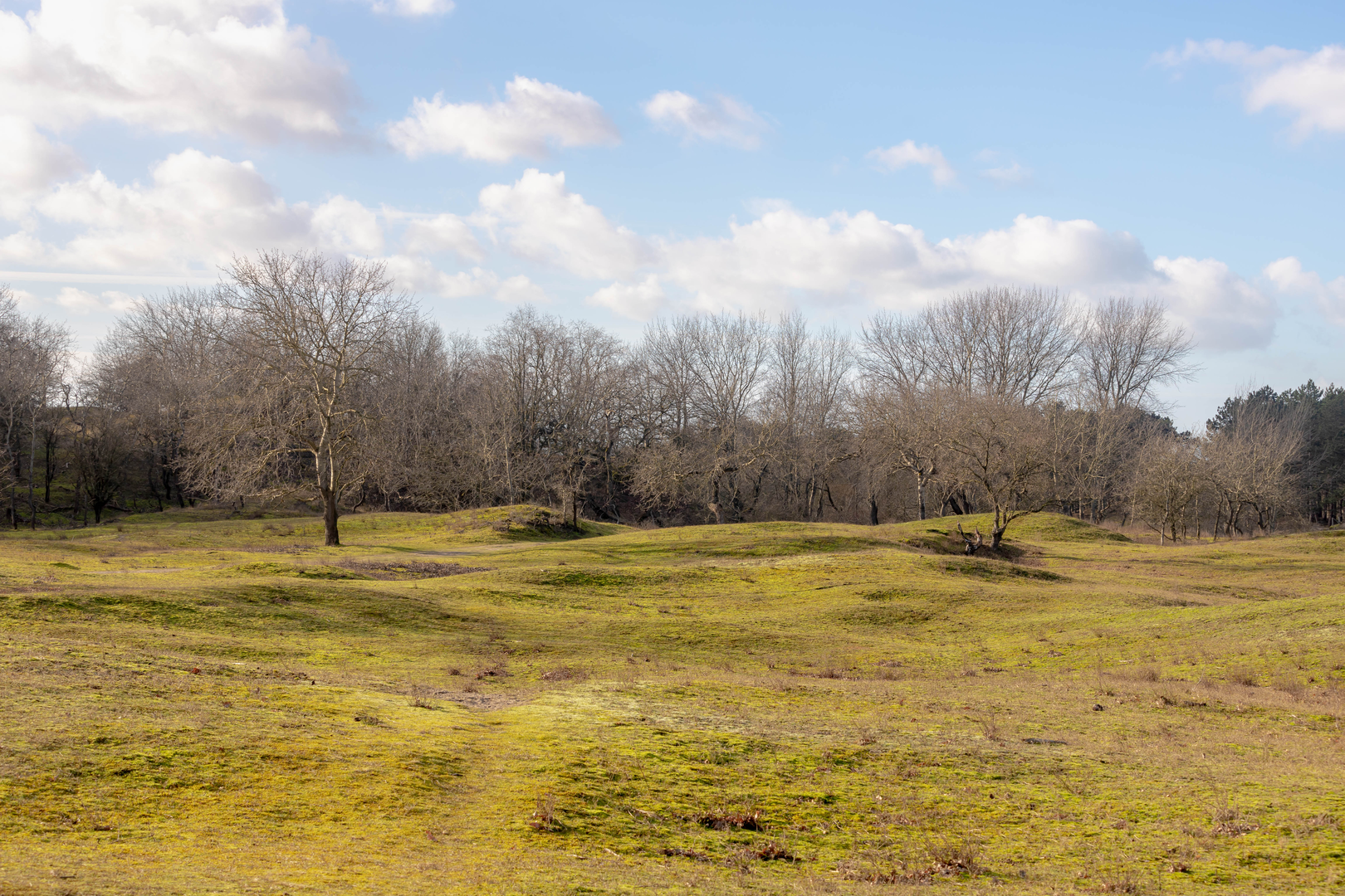 An image depicting the trail Dooie Hoek, Vogelenveld and Panneland Loop and its surrounding area.