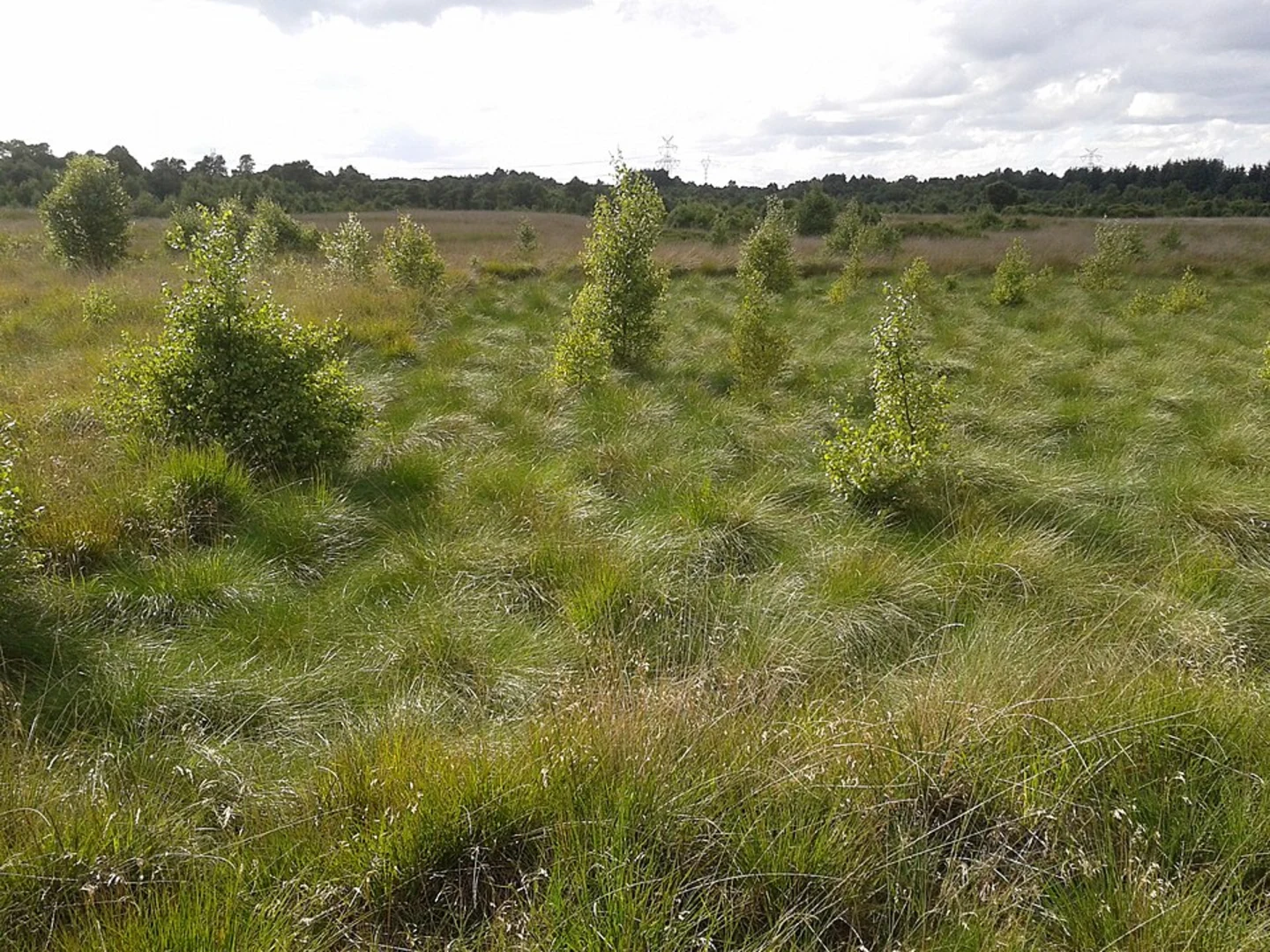 An image depicting the trail Burg Zu Hagen Castle and Hagener Konigsmoor Loop and its surrounding area.