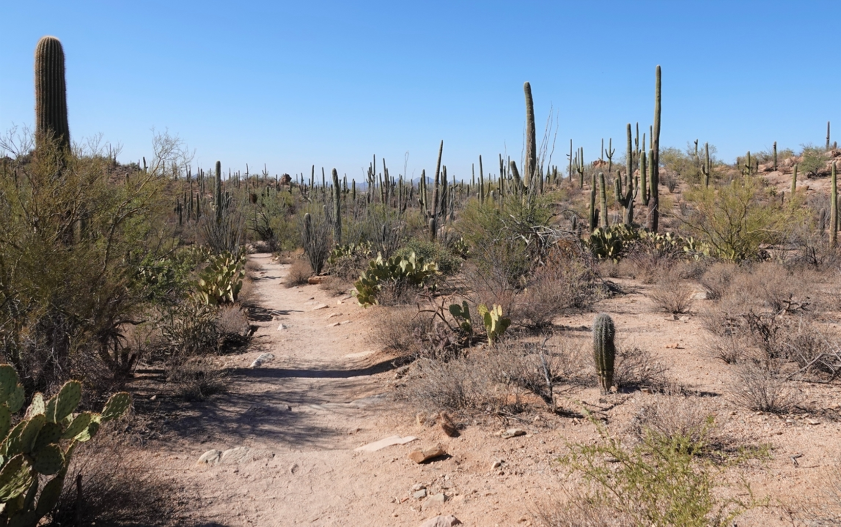 An image depicting the trail Wild Dog Trail and its surrounding area.