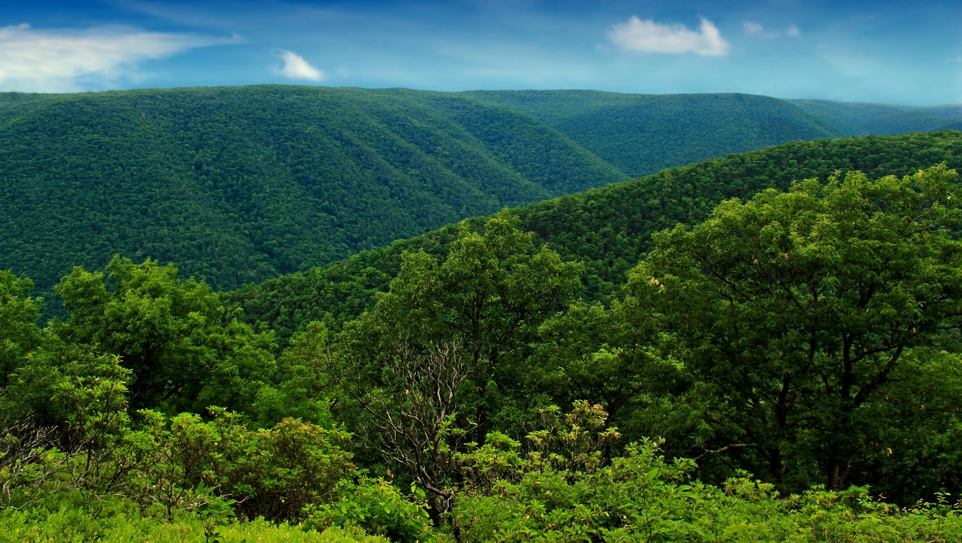 An image depicting the trail Bob Webber Trail and its surrounding area.