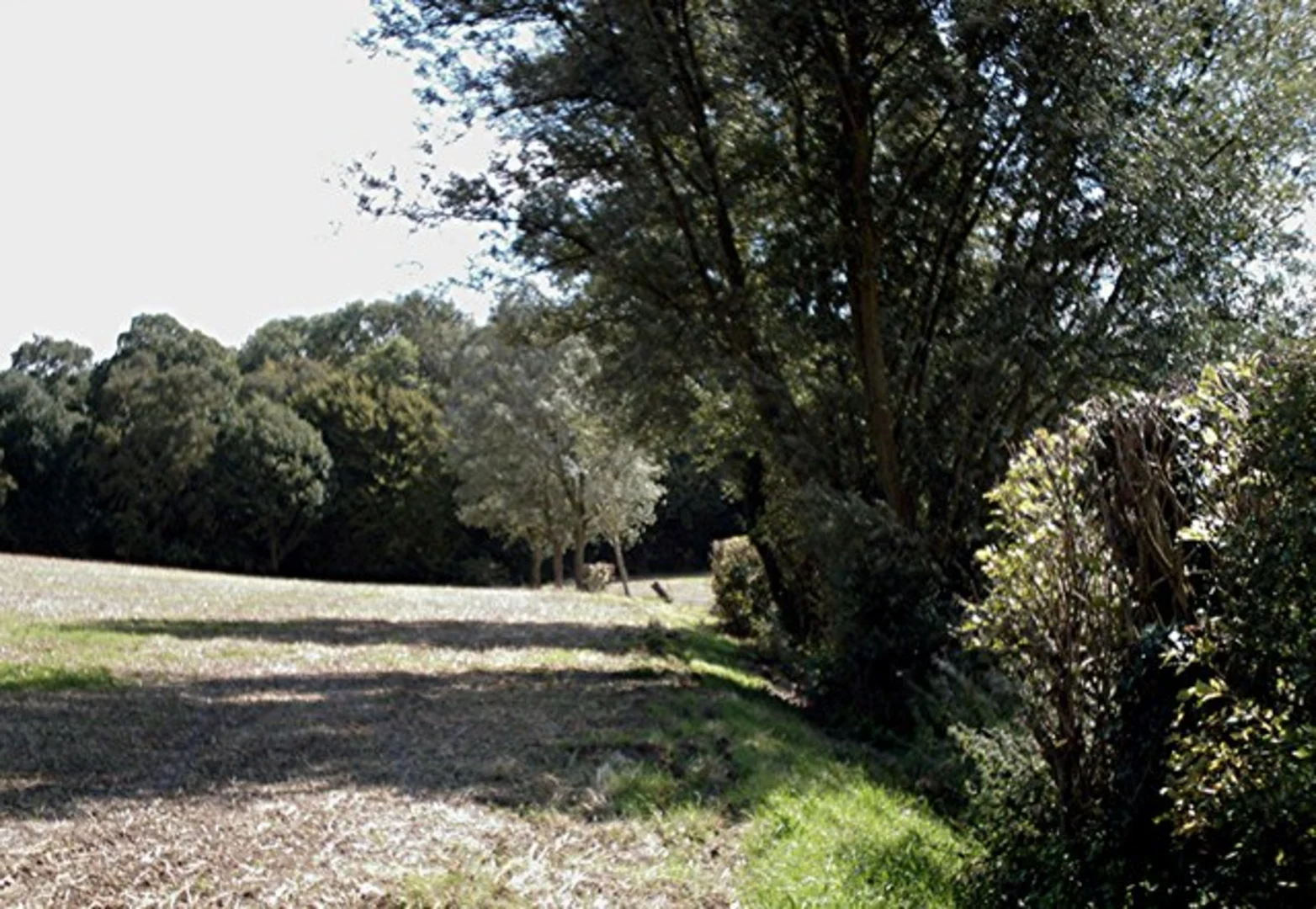An image depicting the trail Scrubs Wood and Woodham Walter Common Loop and its surrounding area.