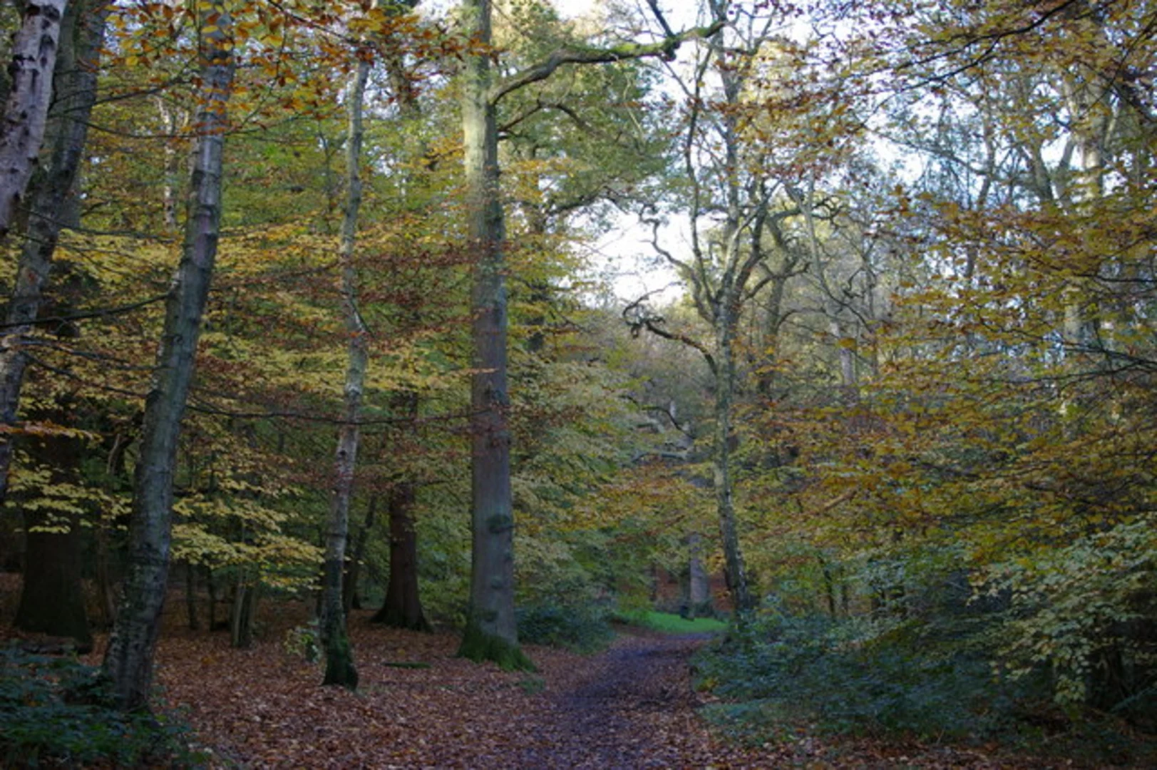 An image depicting the trail Barnt Green Loop and its surrounding area.