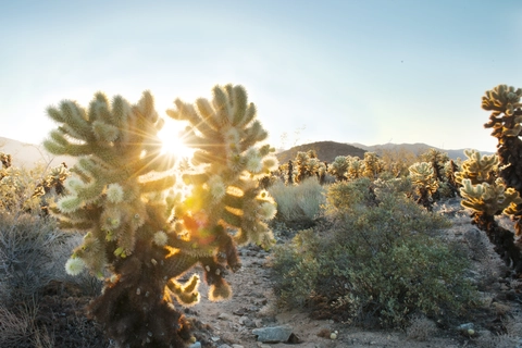 Cholla Cactus Garden Nature Loop Trail