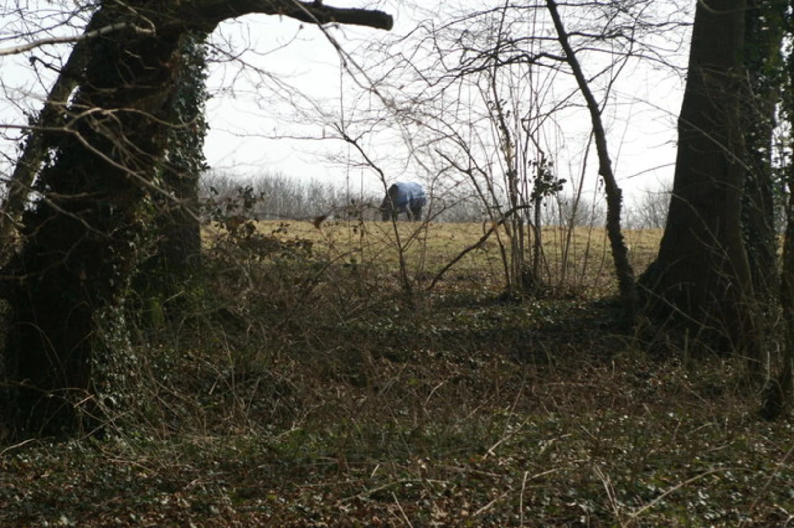 An image depicting the trail Fern Hill Copse and Braishfield Country Park Loop and its surrounding area.