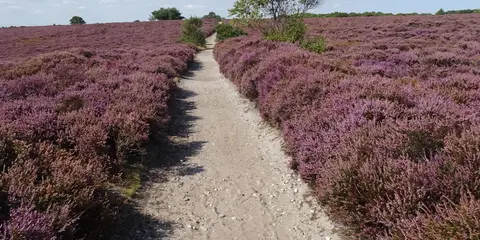 An image depicting the trail Dunwich Heath and Beach - Mount Pleasant Farm Walk - Suffolk and its surrounding area.