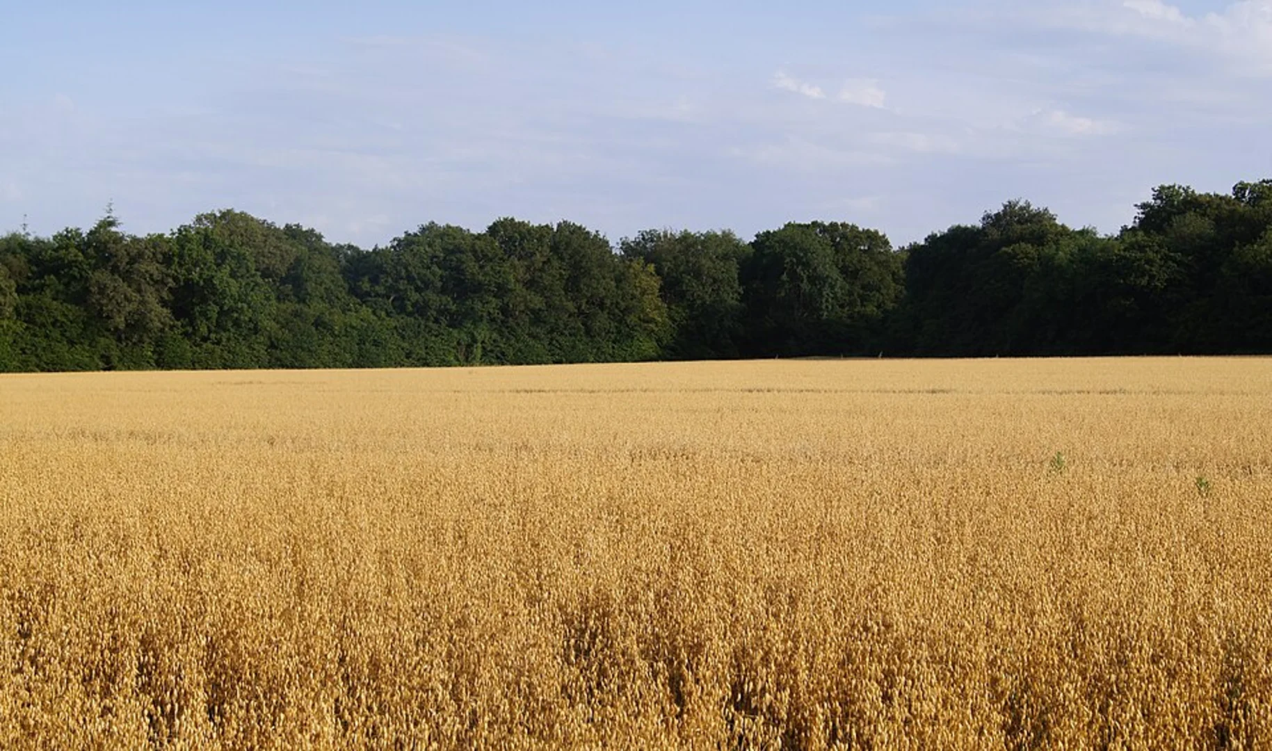 An image depicting the trail Nine Acre Copse via Roman Way and its surrounding area.