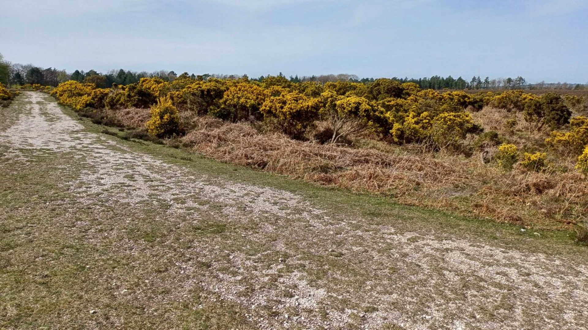 An image depicting the trail Holm Hill, Naked Man and Ferny Knap Inclosure Loop and its surrounding area.