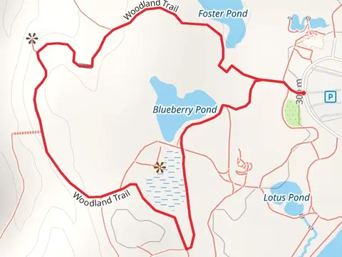 Blueberry Pond via Woodland Loop Trail