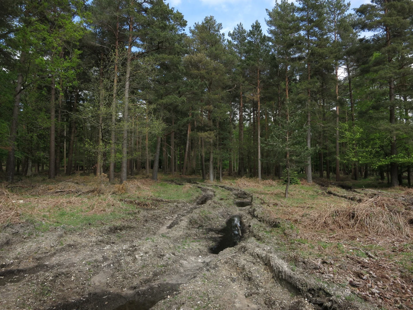 An image depicting the trail Dames Slough Inclosure Loop and its surrounding area.