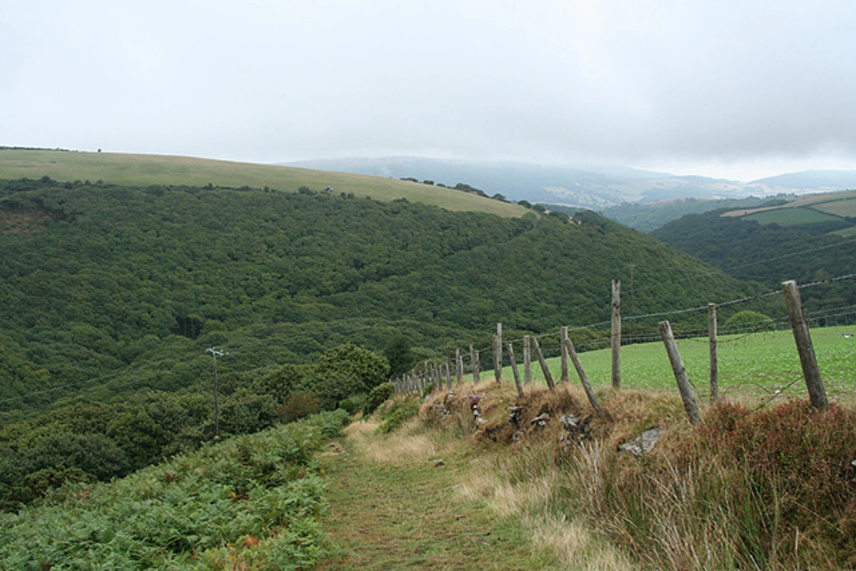 Worthy Wood, Homebush Wood and Porlock Country Park