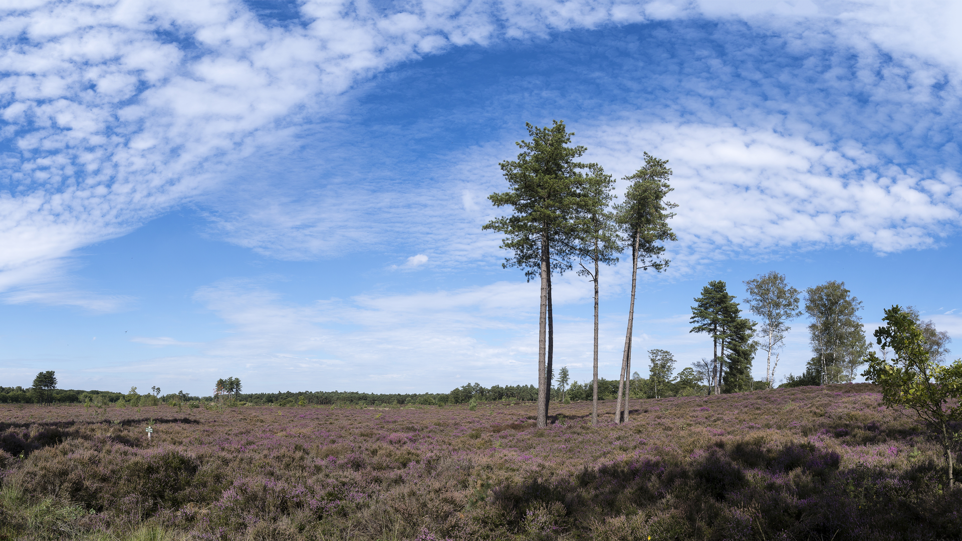 An image depicting the trail Pyramide van Austerlitz and Treekerpunk via Oude Utrechtse Weg and its surrounding area.