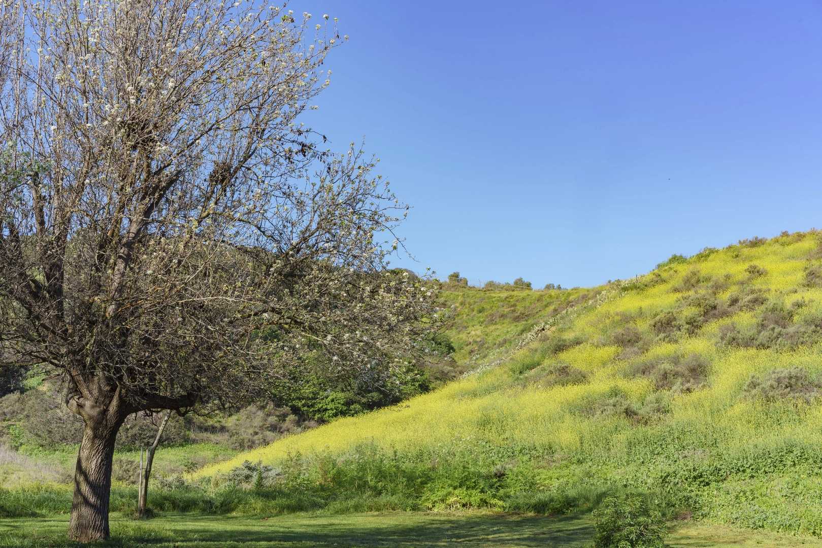 An image depicting the trail Black Walnut Trail and Schabarum Extension Trail in Trailview Park and its surrounding area.