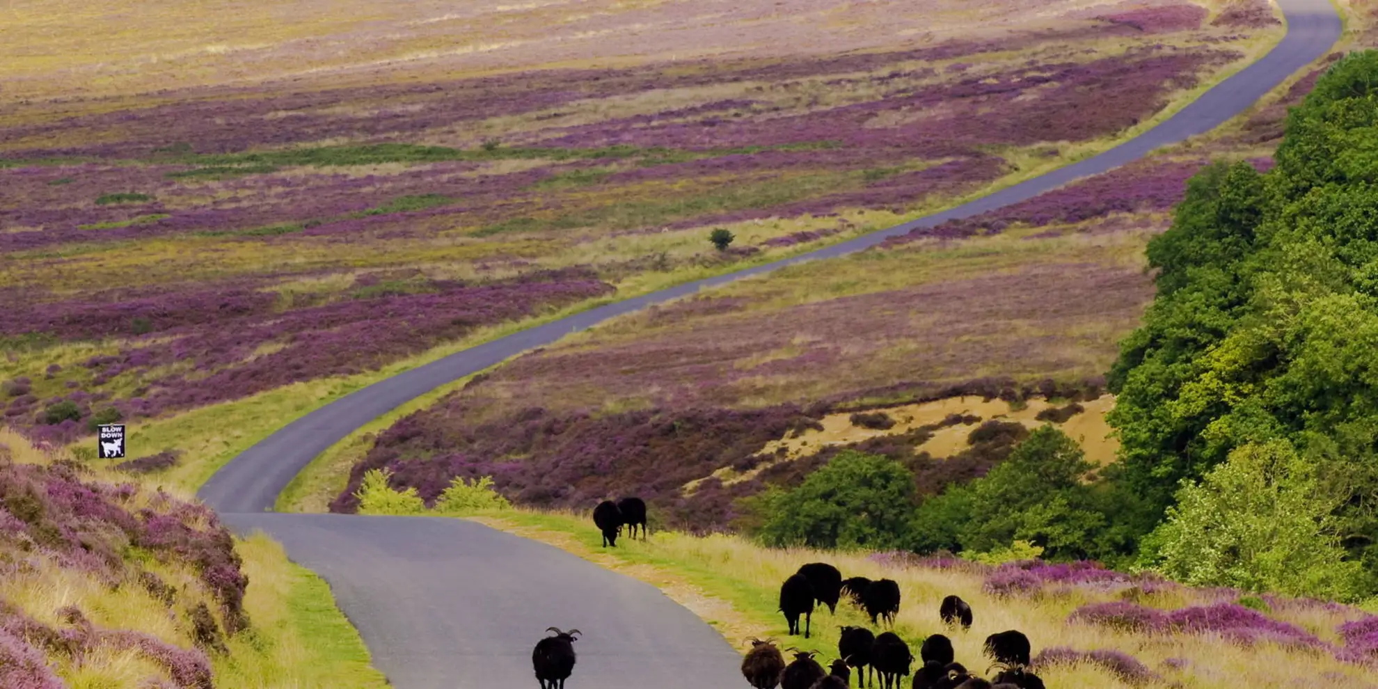 An image depicting the trail Spaunton Moor from Chimney Bank and its surrounding area.