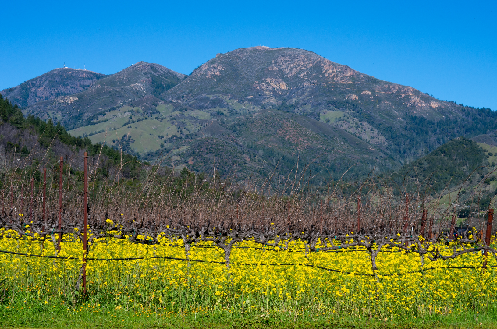 An image depicting the trail Mount Saint Helena Trail and its surrounding area.
