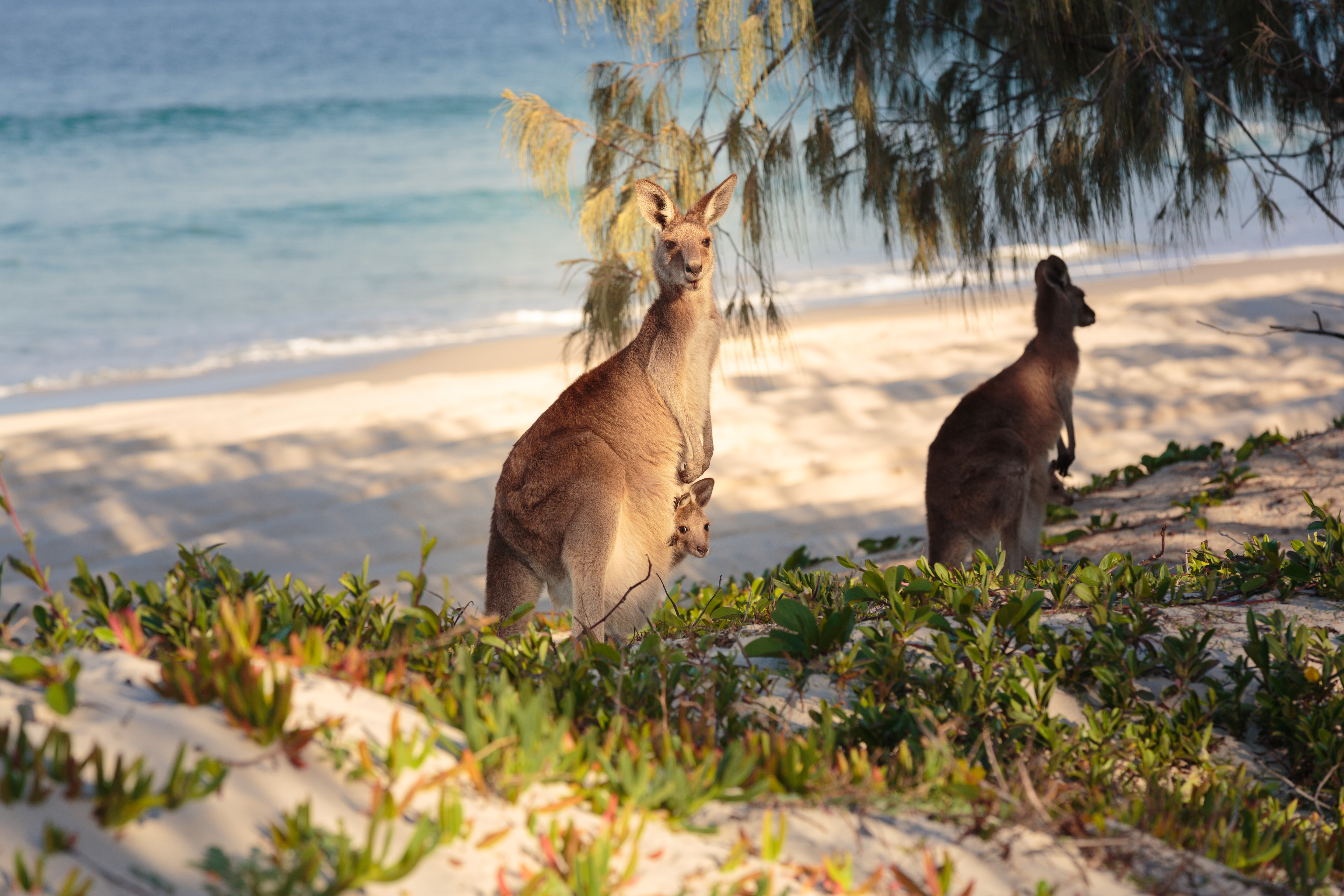 An image depicting the trail Bribie Island National Park and its surrounding area.
