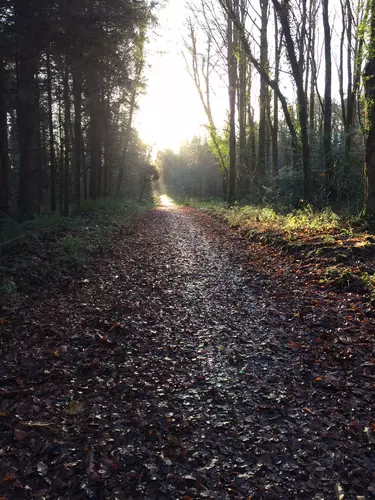 Castlemorris Wood Loop