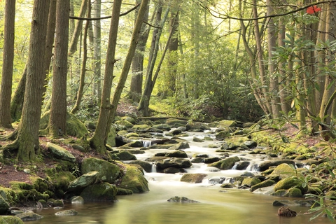 An image depicting the trail Little River Trail and its surrounding area.