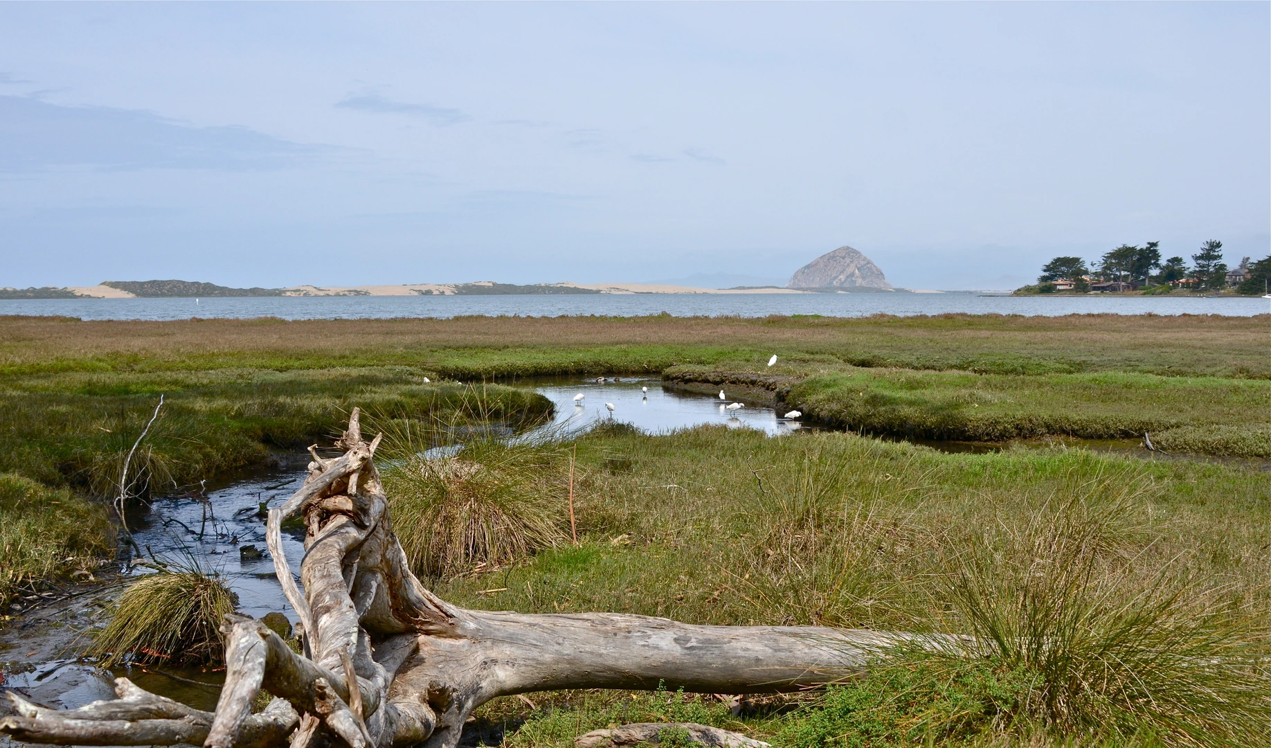 An image depicting the trail Morro Coast Audubon Society Sweet Springs Nature Preserve Loop and its surrounding area.