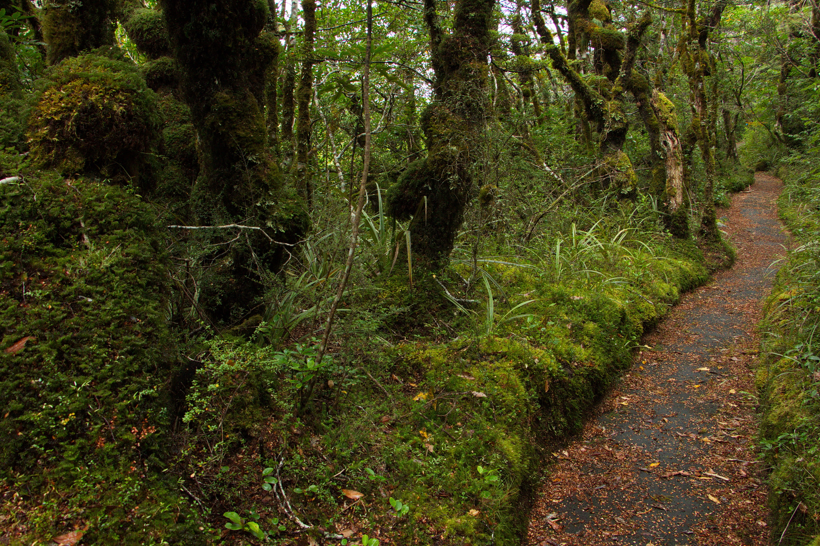 An image depicting the trail Whakapapaiti Loop Trail and its surrounding area.