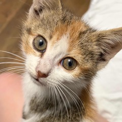 Sebastian Sabillon avatar