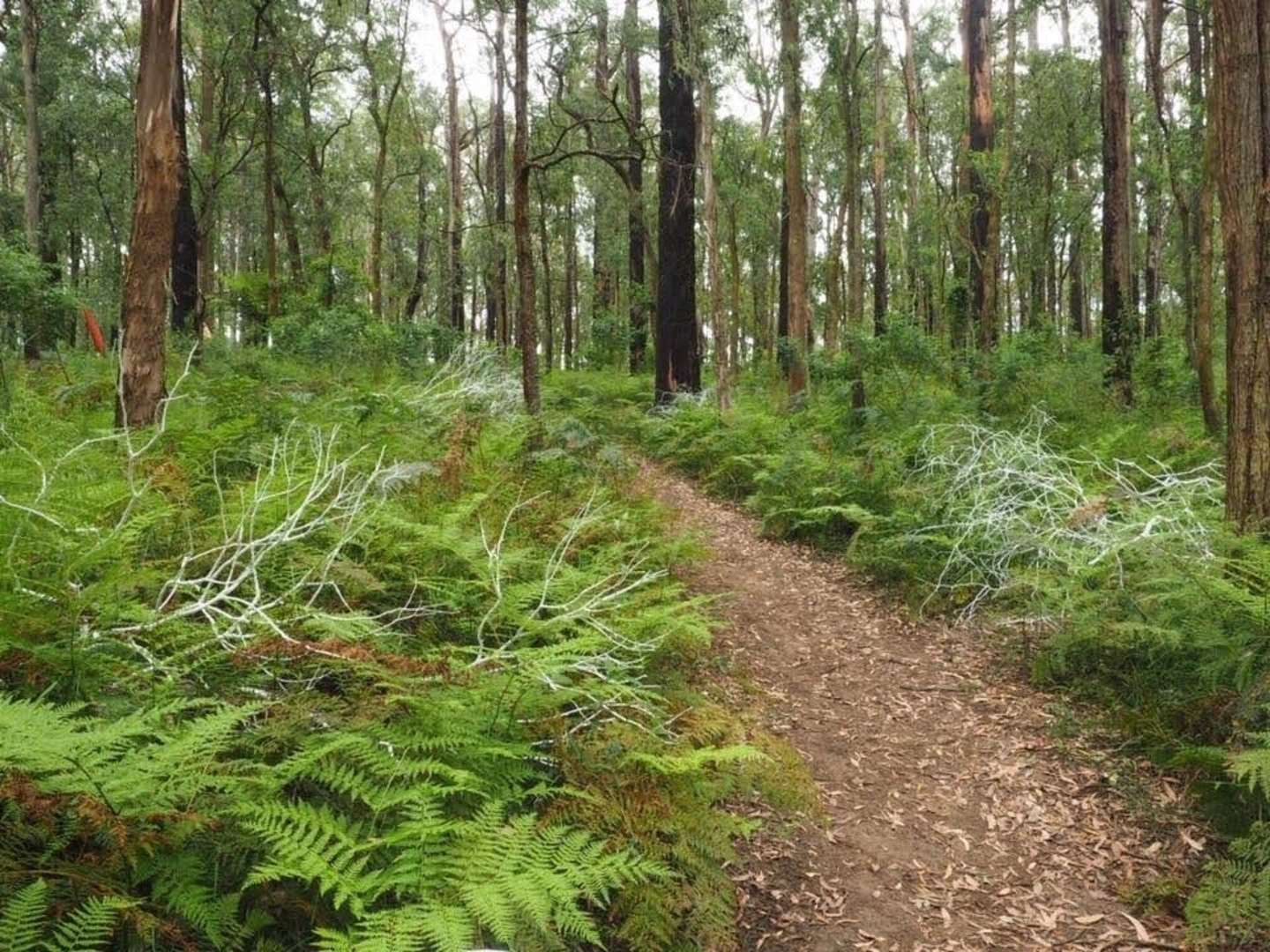 An image depicting the trail Toolangi Sculpture Trail and its surrounding area.