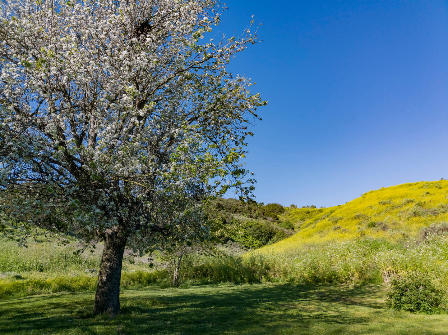 An image depicting the trail Schabarum Trail and its surrounding area.