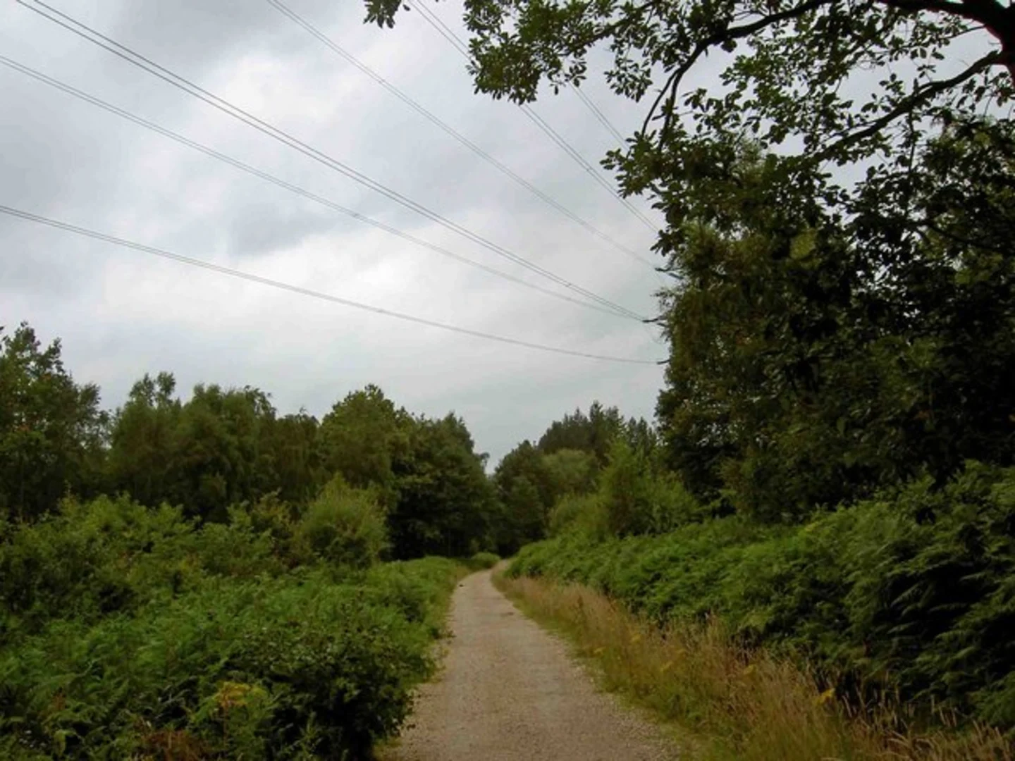 An image depicting the trail Wharncliffe Woods South Loop and its surrounding area.