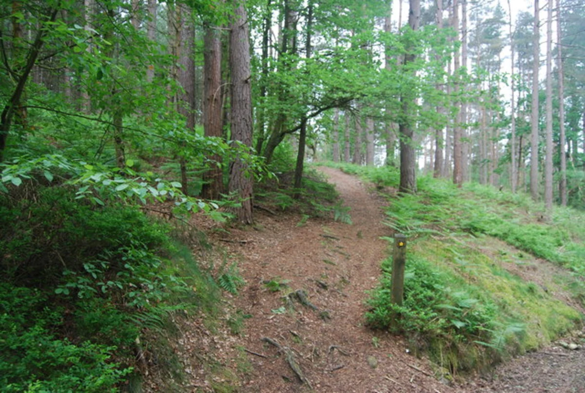 Winterfold Wood Loop