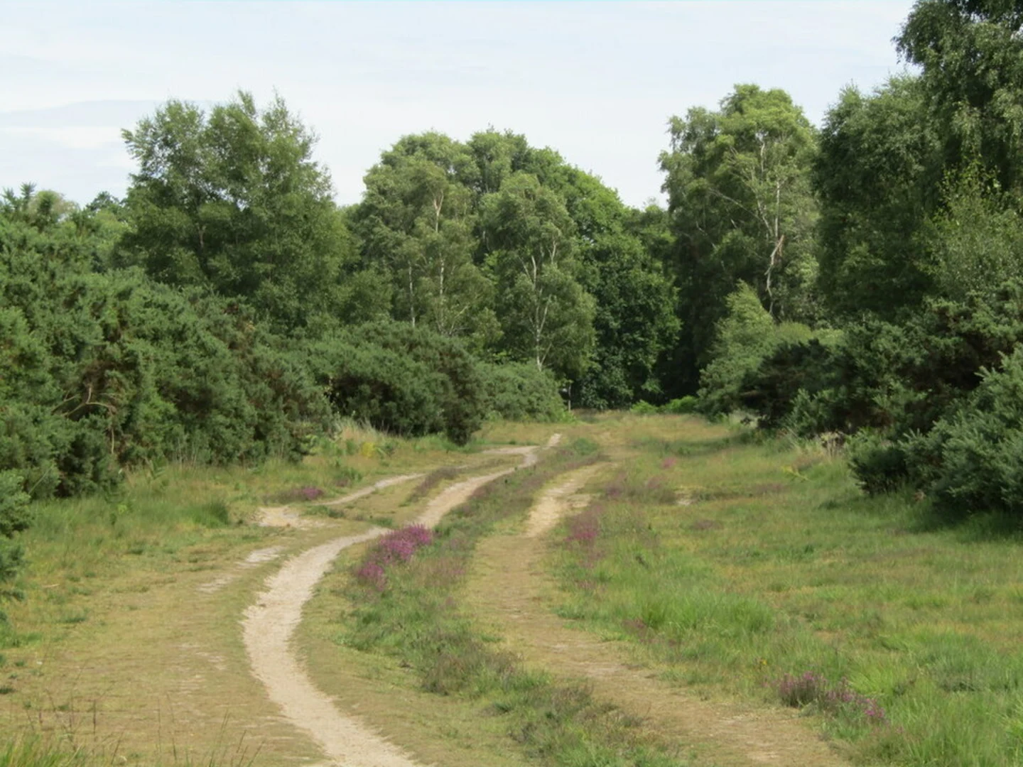 An image depicting the trail Bramshott Common and its surrounding area.