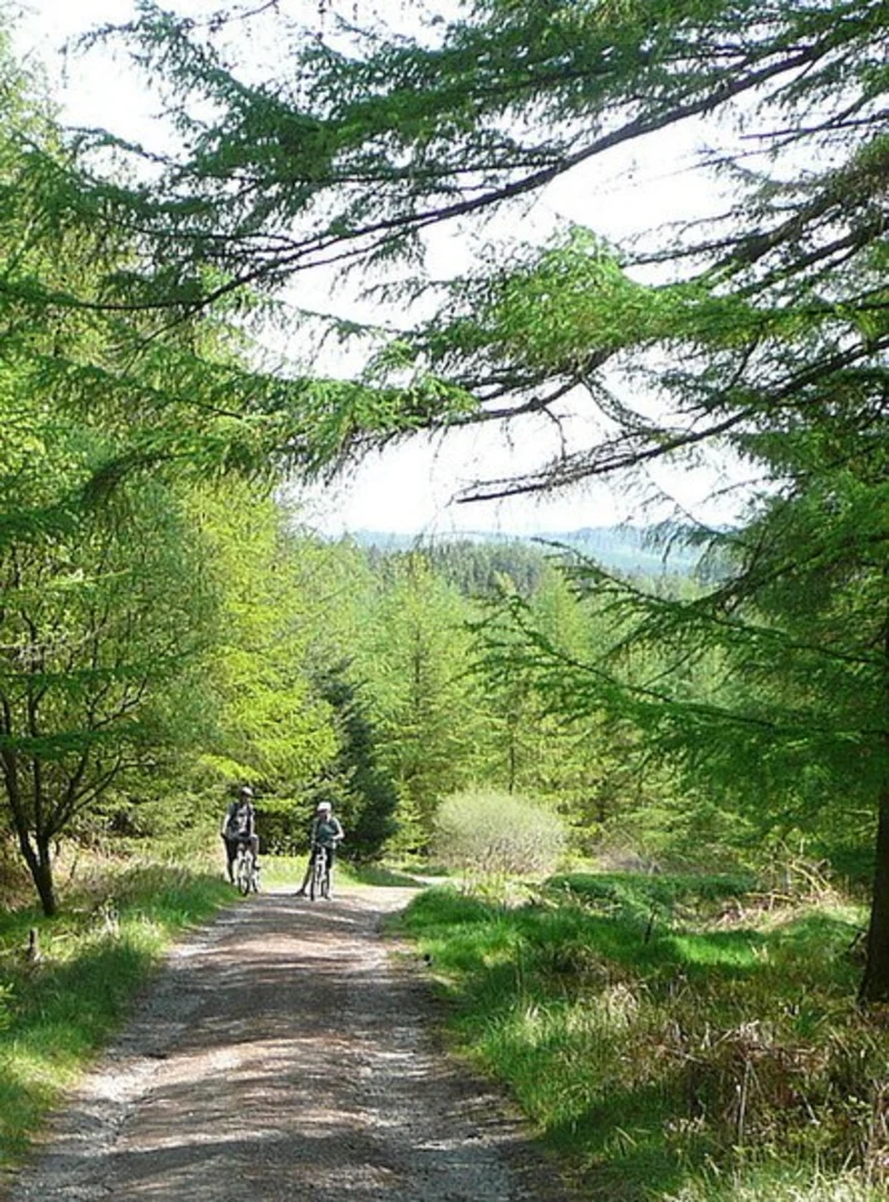 An image depicting the trail Grizedale Forest Circular Walk and its surrounding area.